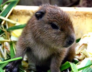 青木は４打数無安打 インディアンス戦