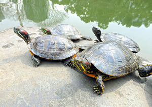 野生ミドリガメ、８００万匹生息推計 在来種の８倍