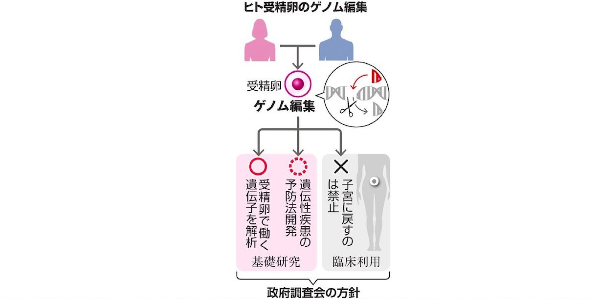 人の受精卵改変容認 ゲノム編集 臨床利用は認めず