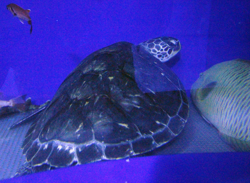 もぐらんぴあ 5年ぶり再開…久慈 2016年04月24日