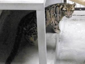 猛獣ウンピョウ、被災地から到着…福岡市動物園 2016年04月24日 10時35分