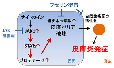 ワセリン塗布にアトピー性皮膚炎の発症予防効果 - 理研がマウスで確認