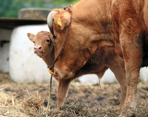 熊本地震2週間、なお3万7000人が避難所に 2016年04月27日 22時05分