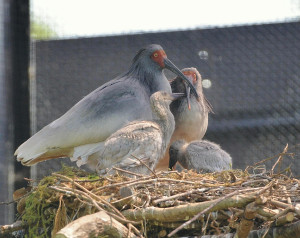 野生同士のトキから３羽目ひな、３組が抱卵行動 2016年04月30日 20時13分