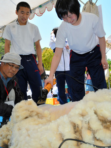 愛媛）子どもたちがヒツジの毛刈り体験 今治
